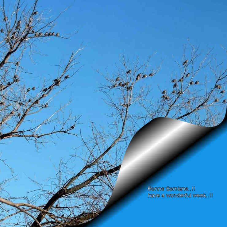 tree-birds
© 2019 nicole leduc