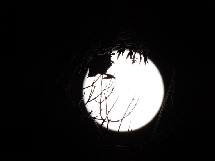 Moon..28-09-2015
© 2015 nicole leduc