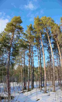 Looks Good, Norwegian Wood.
© 2014 Knut Dalen