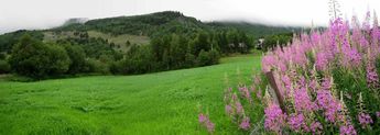 Fireweed (Epilobium angustifolium) and our farm Dalen, Hovet in Hallingdal, Norway
© 2008 Knut Dalen