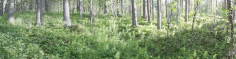 Norwegian wood. Hallingdal
© 2007 Knut Dalen