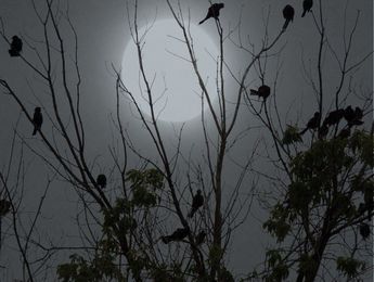oiseaux de nuit..
© 2015 nicole leduc