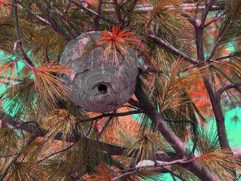 nid de frelons
© 2014 nicole leduc