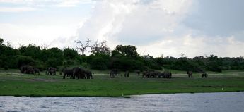 Elephants. Chobe National Park, Botswana
© 2008 Knut Dalen
