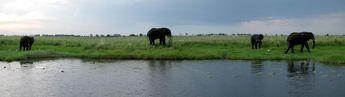 Black elephants at the Namibian side of Chobe River
© 2008 Knut Dalen