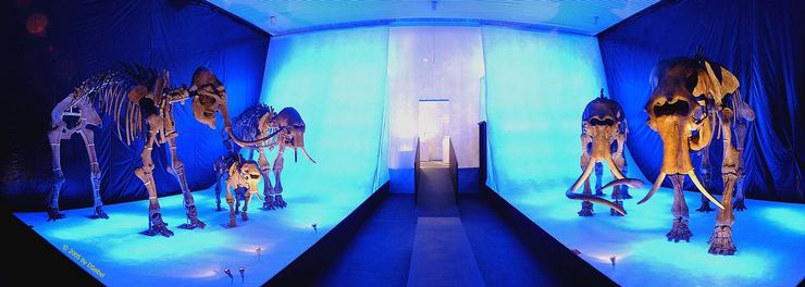 Exposition of mammoth to Erbach
Mammut-Ausstellung im Erbacher Elfenbeinmuseum
© 2005 Dieter Seibel