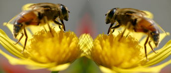 Biene beim Honigsammeln
© 2005 Oetiker