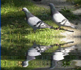 pigeons
© 2009 nicole leduc