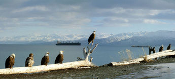 Eagles waiting on Kachemak Bay 
© 2005 Ray Holbrook