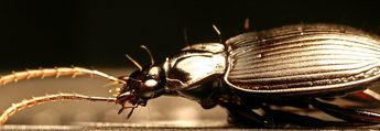 beetle makro panorama
© 2007 Frank Mahr