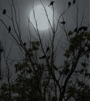 Oiseaux de nuit
© 2014 nicole leduc