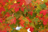 Fall colors
© 2004 John Strait