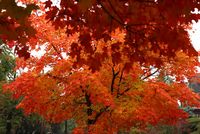 Fall colors
© 2004 John Strait