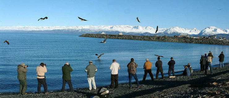Eagle Photographers in Homer Alaska
© 2005 Ray Holbrook