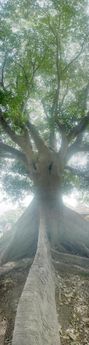 Fig tree in Ashfield Gardens, Sydney Australia, September 2001
© 2001 Evan Stanbury