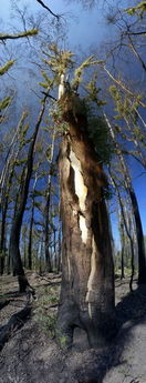 New Life In The Gum Trees 
© 2011 Stephen Grant