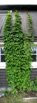 Hop (humulus) in July. How does it look like in October? www.panoramafactory.net/gallery/vertical/IMG_4888p2Factory?full=1...
© 2007 Knut Dalen