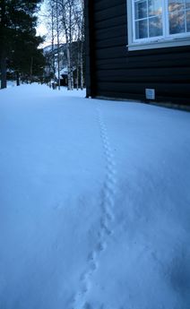 Mouse steps in the snow.
© 2011 Knut Dalen