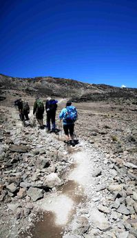 "Pole-pole" means "slowly-slowly." Hiking to the top of Kilimanjaro, Tanzania, Africa.
© 2012 Knut Dalen