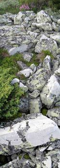 There are a lot of rocks in the Norwegian mountains. Near Birgitstølen, Hallingdal, Norway
© 2008 Knut Dalen