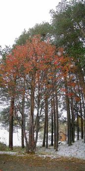 Autumn colors. Hovet, Norway.
© 2008 Knut Dalen