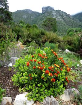 Kirstenbosch national botanical garden, Cape Town, South Africa
© 2008 Knut Dalen