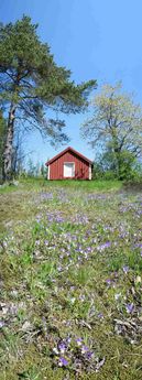 Heartsease (Viola tricolor), Froland, Norway.
© 2009 Knut Dalen