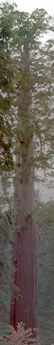 Tuolumne Grove Sequoia
© 2005 Chris Hunt